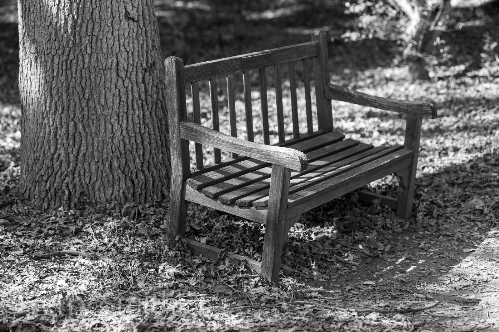 A wooden bench in dappled shade under a tree.