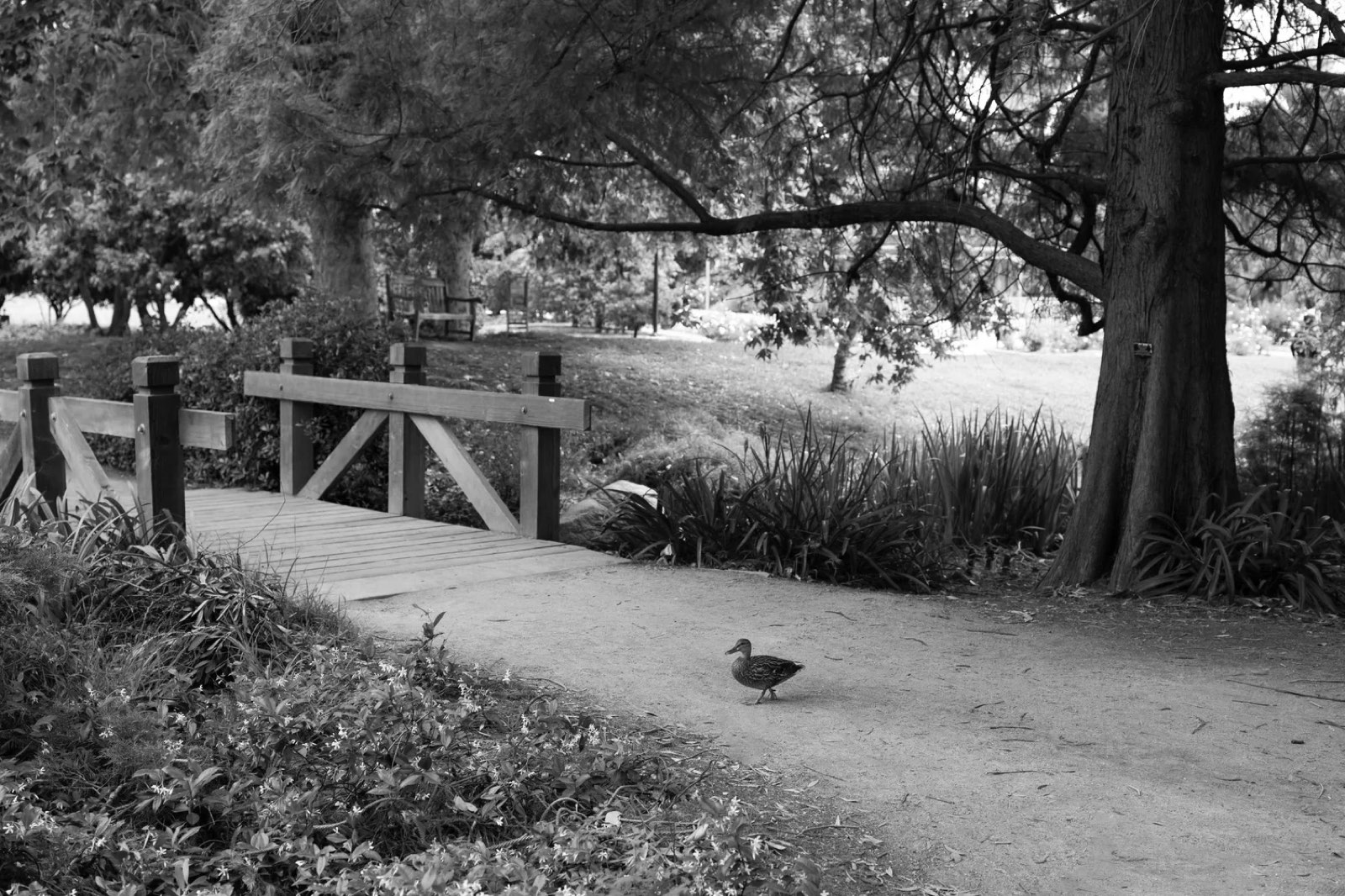 A wooden footbridge with a duck walking along the path.