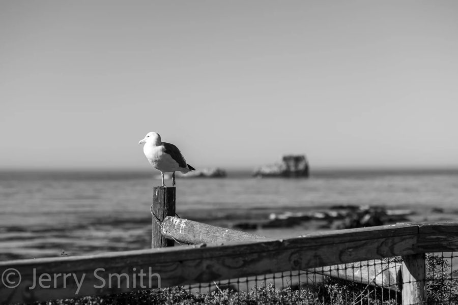 A seagull on a weathered fence post above the Cambria coast.