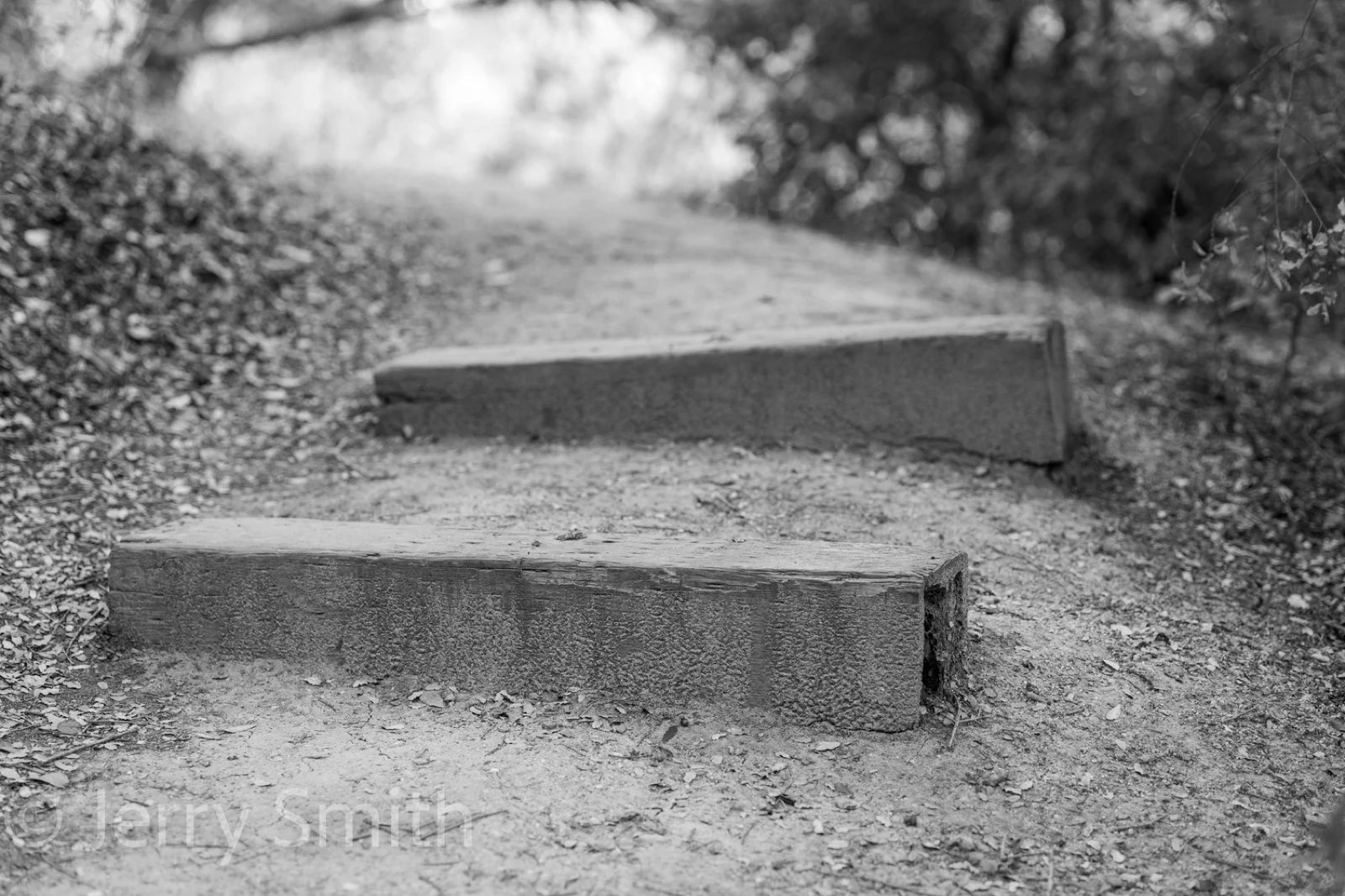 Stone steps along a shaded garden path.
