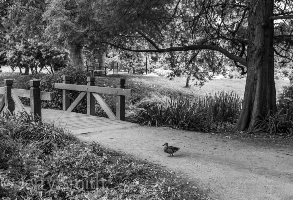 Morning Wanderer