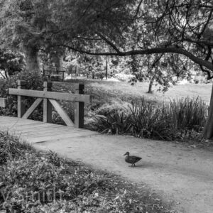 Morning Wanderer (black and white print)