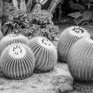 Symmetry in Thorns (black and white print)