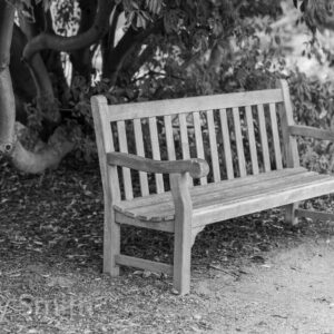 Off The Path (black and white print)