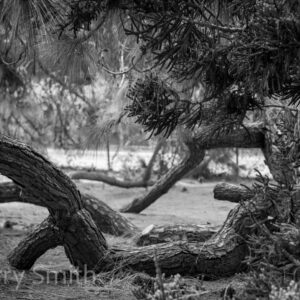 Resting Trees (black and white print)
