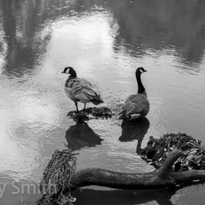 Still Water (black and white print)