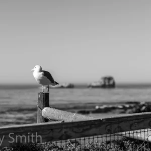 The Silent Perch (black and white print)