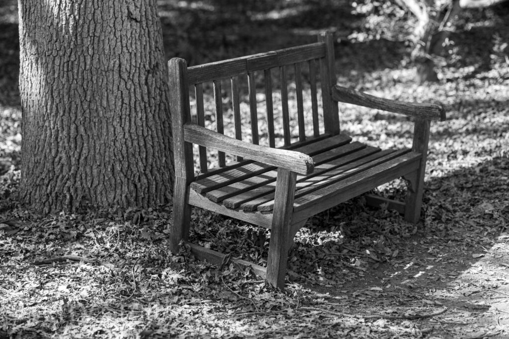 Bench Under The Tree